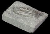 Bargain, Sarocrinus Crinoid Fossil - Crawfordsville, Indiana #68494-2